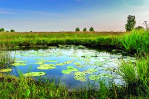 An image of a pond amid greenery.